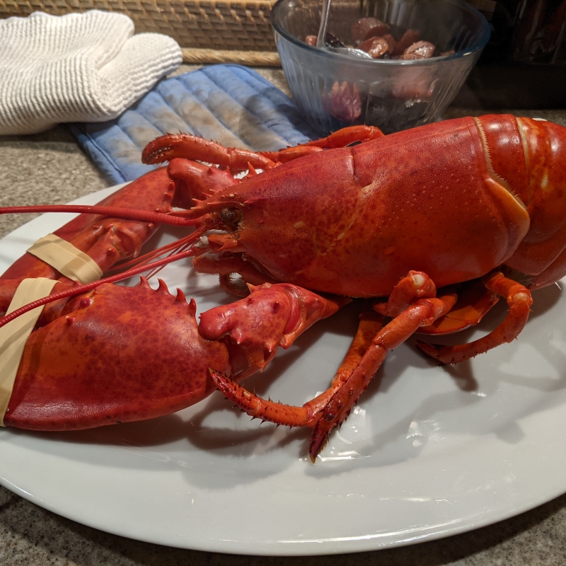 Maine Lobster